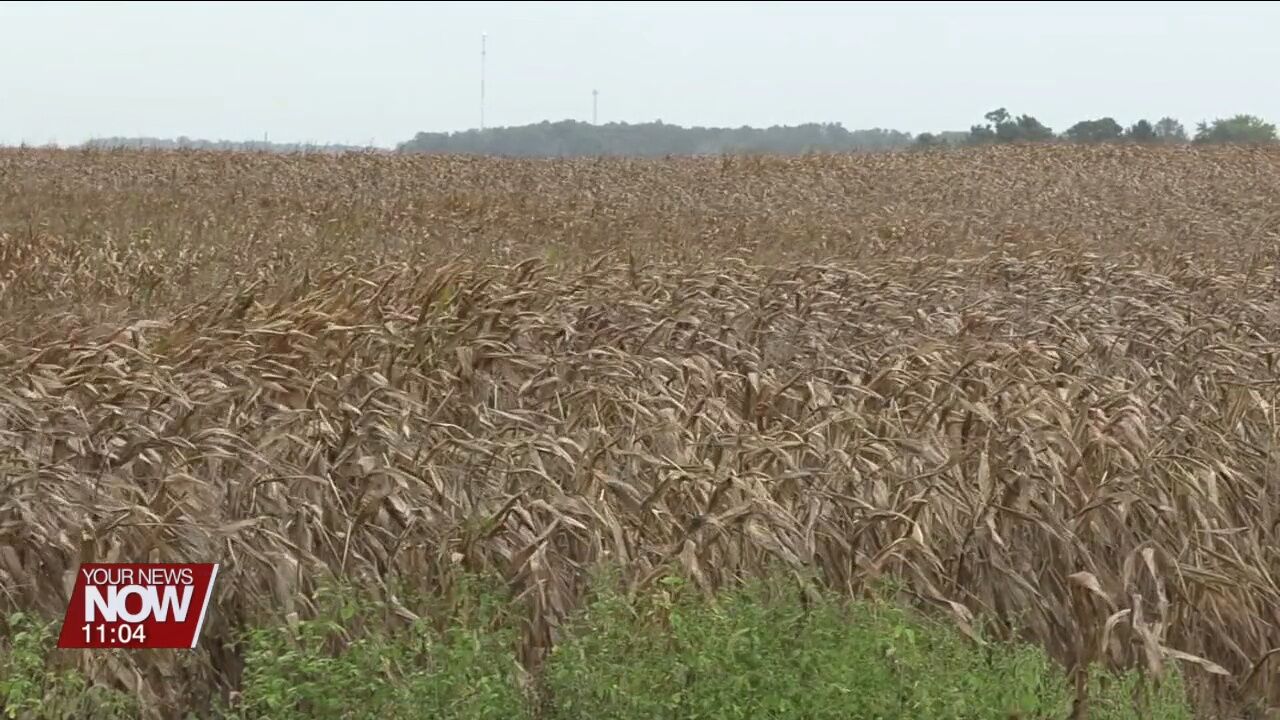 Drought in Auglaize County: how agriculture has been impacted
